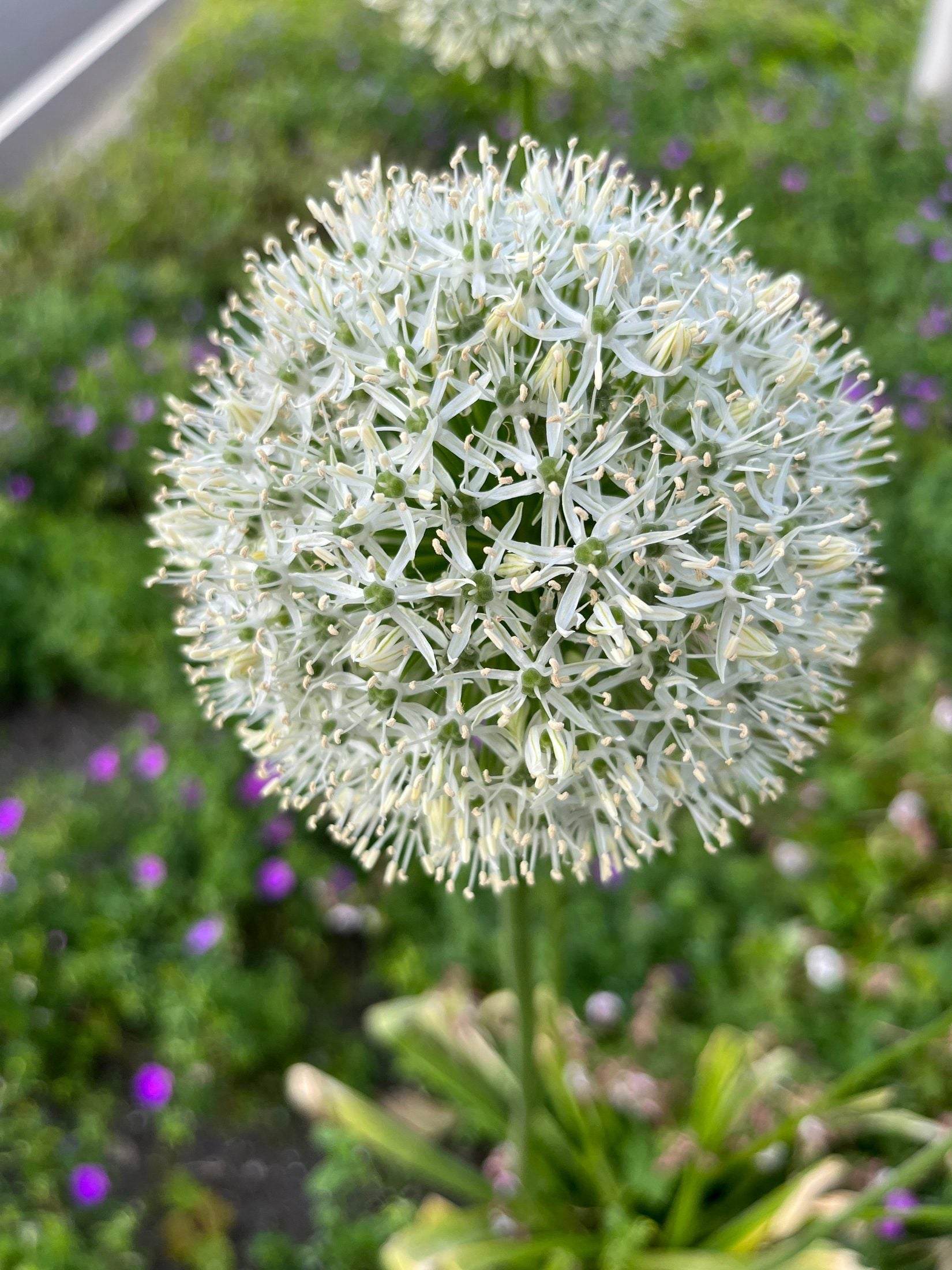 Allium altissimum 'Album'