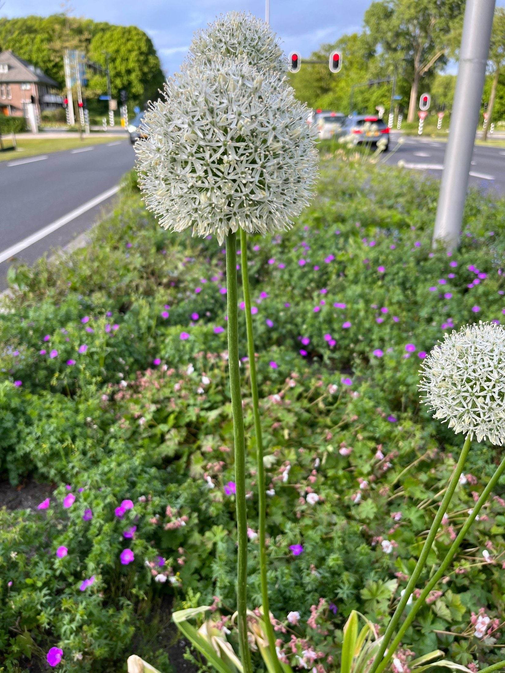 Allium altissimum 'Album'