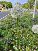 Allium altissimum 'Album'