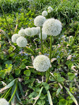 Allium altissimum 'Album'