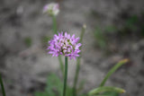 Allium carolinianum 'Rosy Dream'