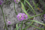 Allium carolinianum 'Rosy Dream'