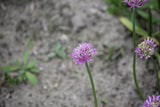 Allium carolinianum 'Rosy Dream'