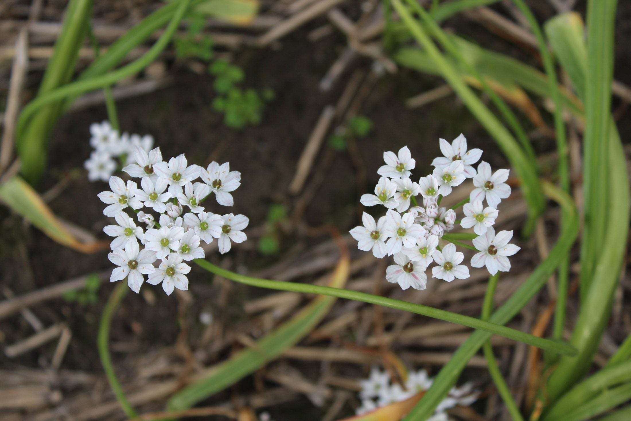 Allium cowanii