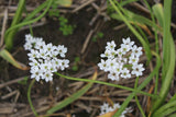 Allium cowanii