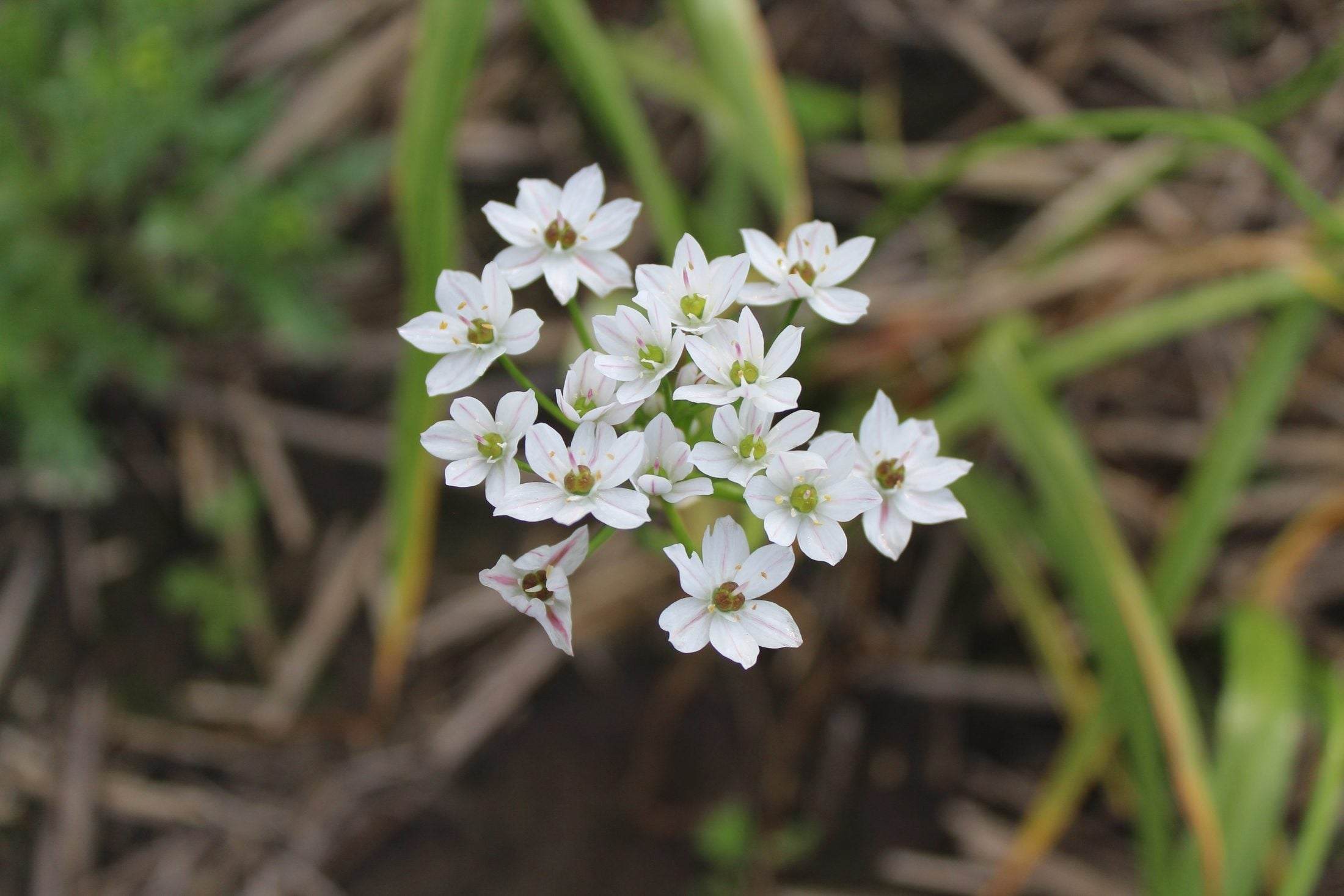 Allium cowanii