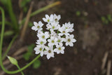 Allium cowanii