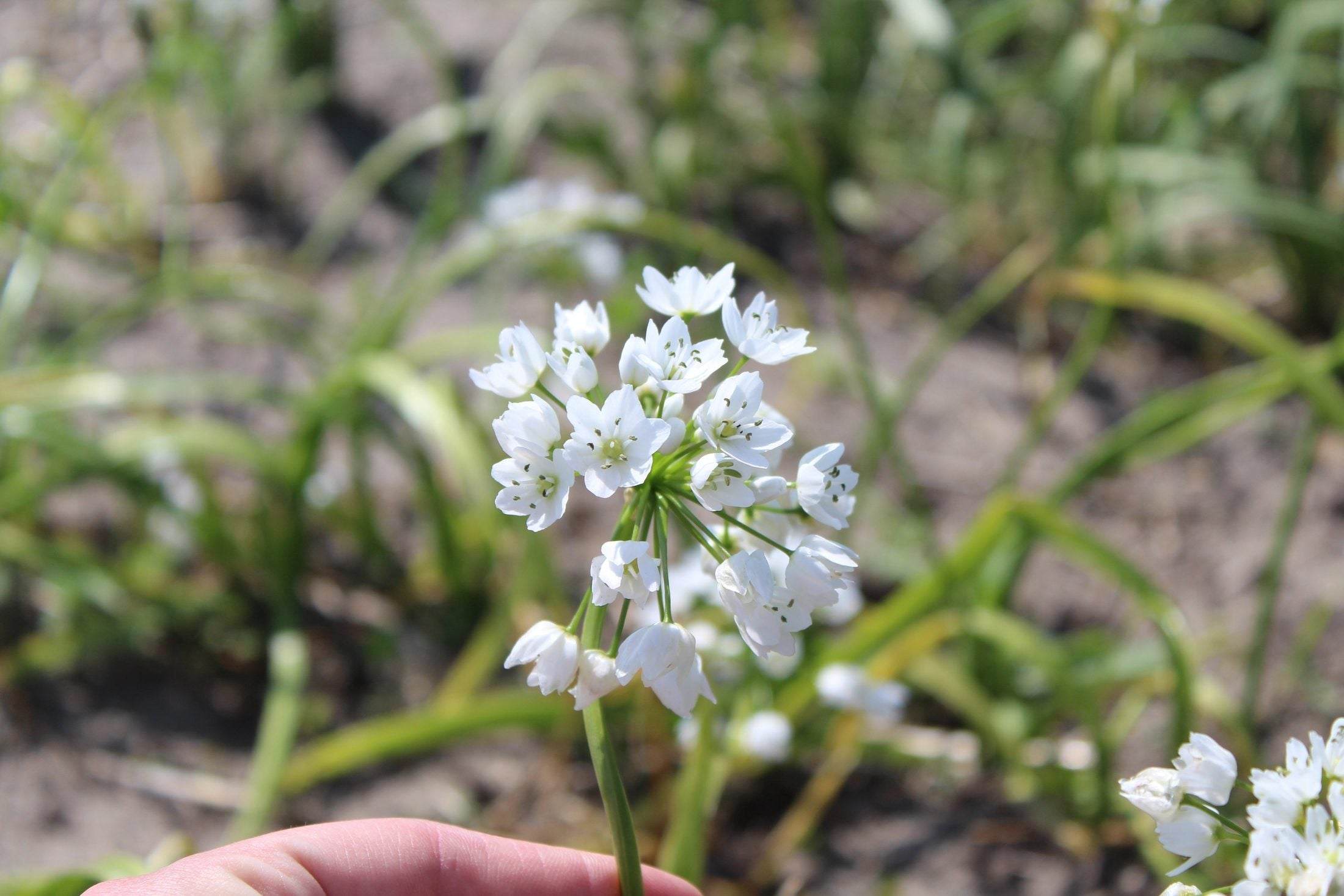 Allium cowanii