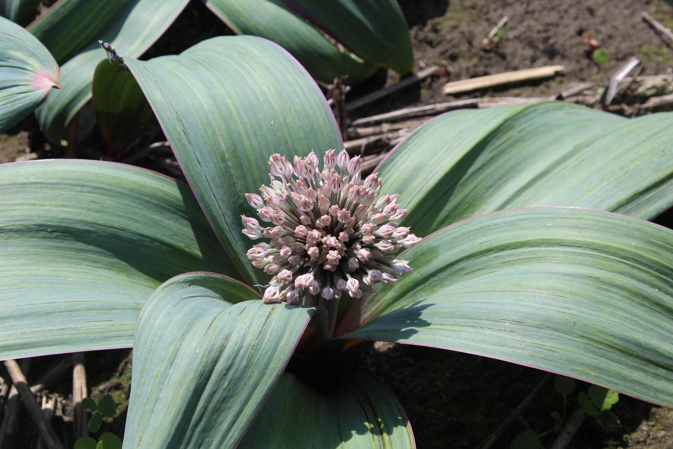 Allium karataviense