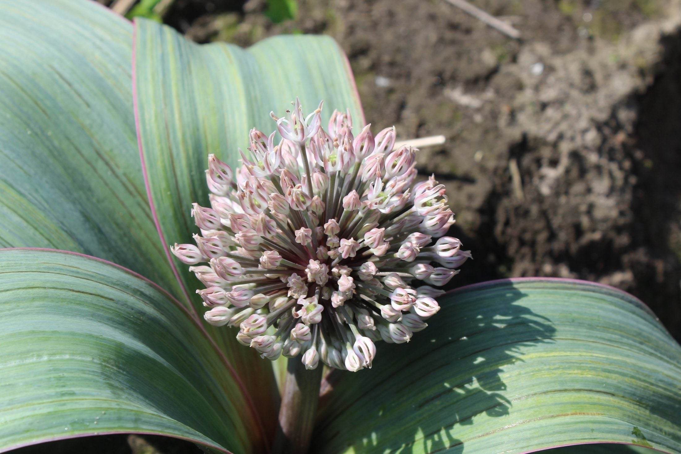 Allium karataviense