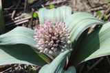 Allium karataviense