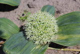 Allium karataviense 'Ivory Queen'