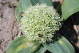 Allium karataviense 'Ivory Queen'