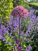 Allium nigrum 'Pink Jewel'