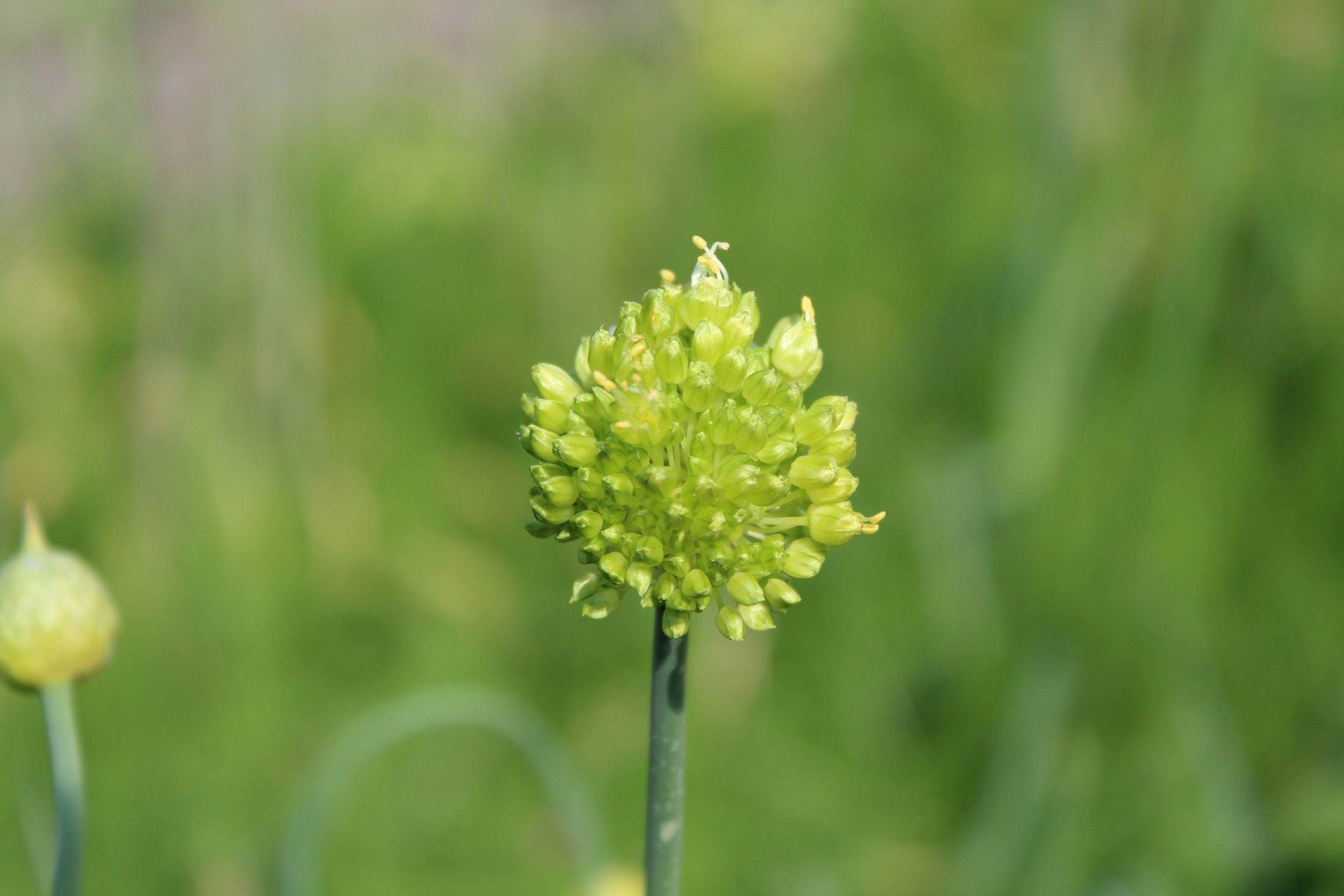 Allium obliquum