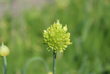 Allium obliquum