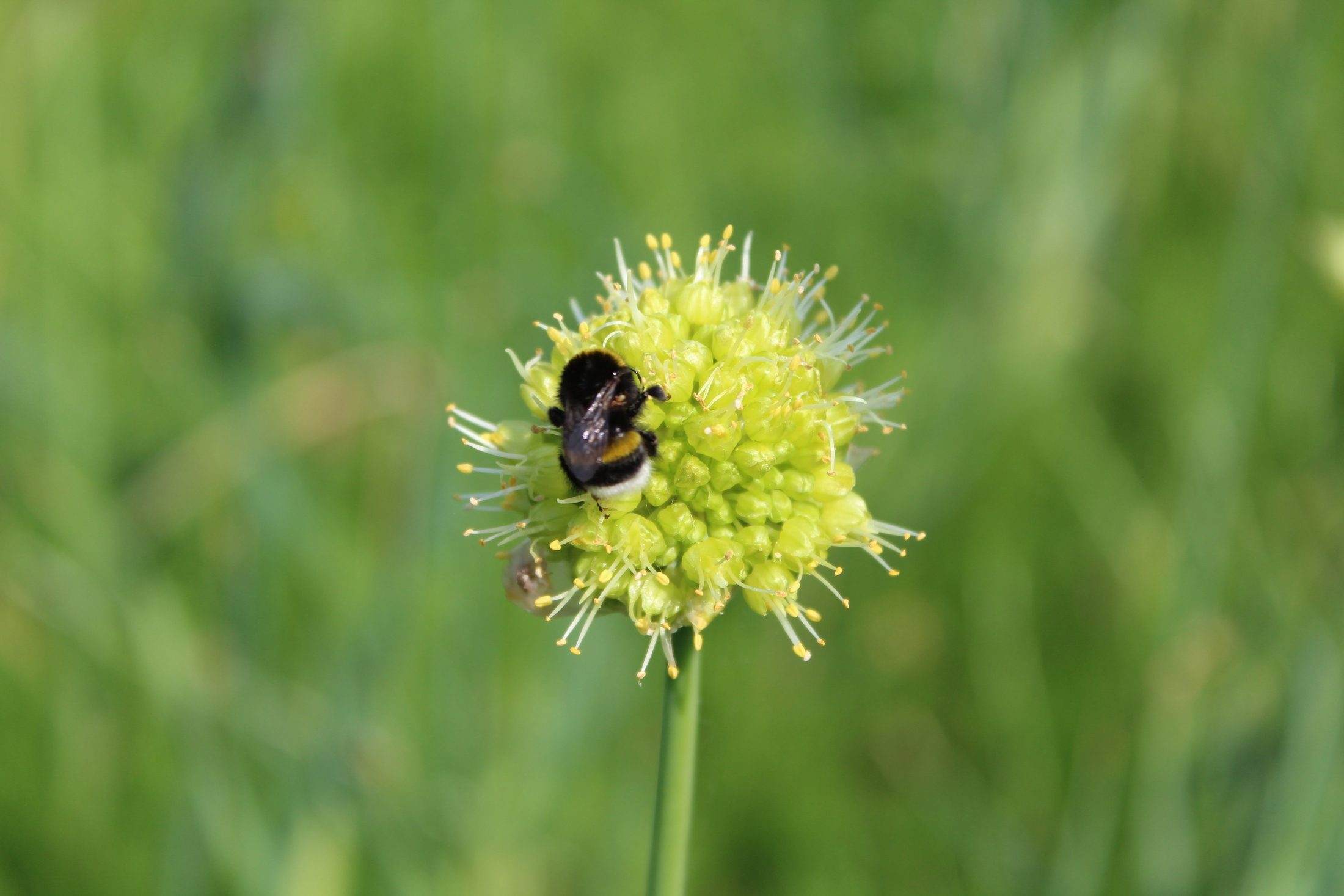 Allium obliquum