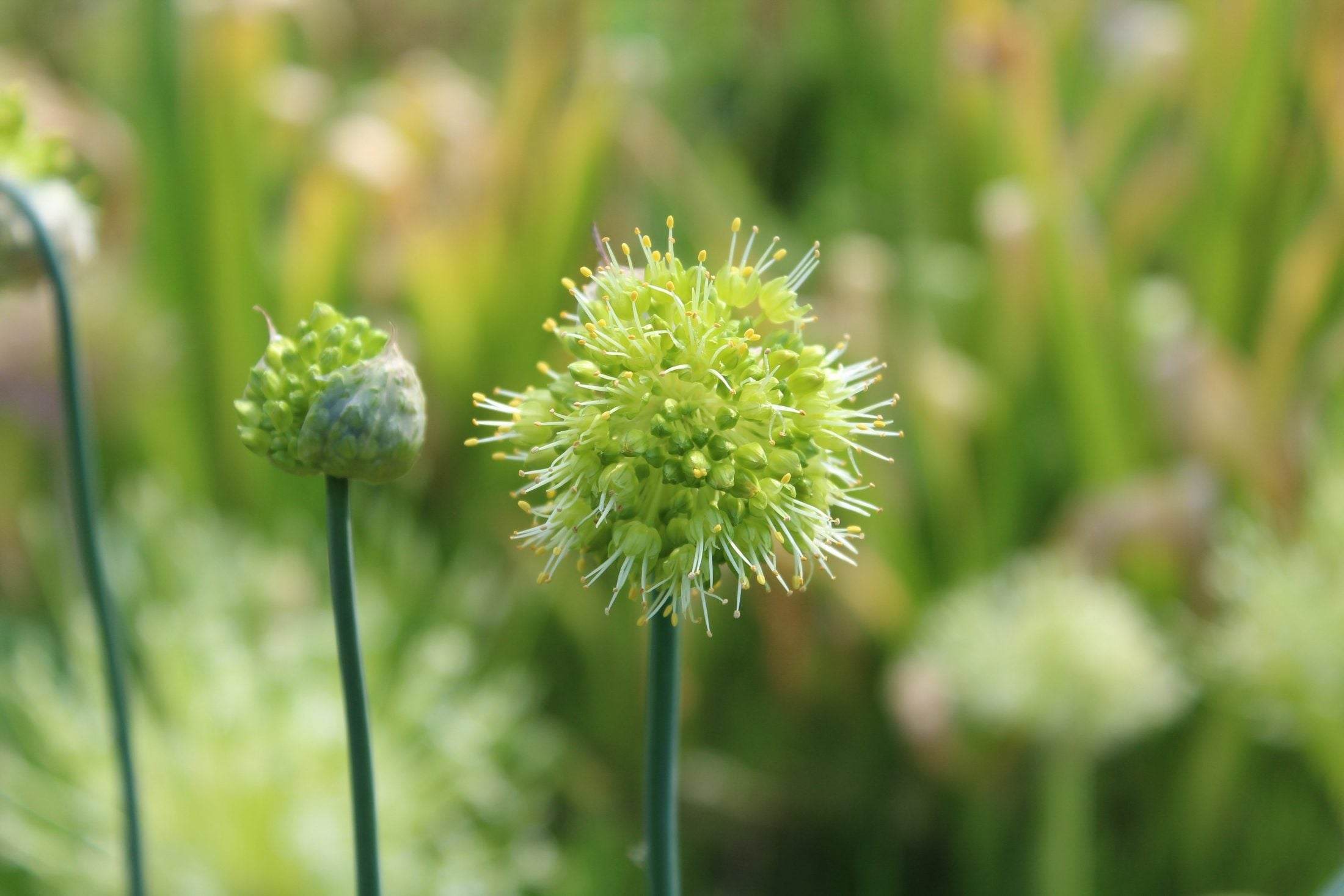 Allium obliquum