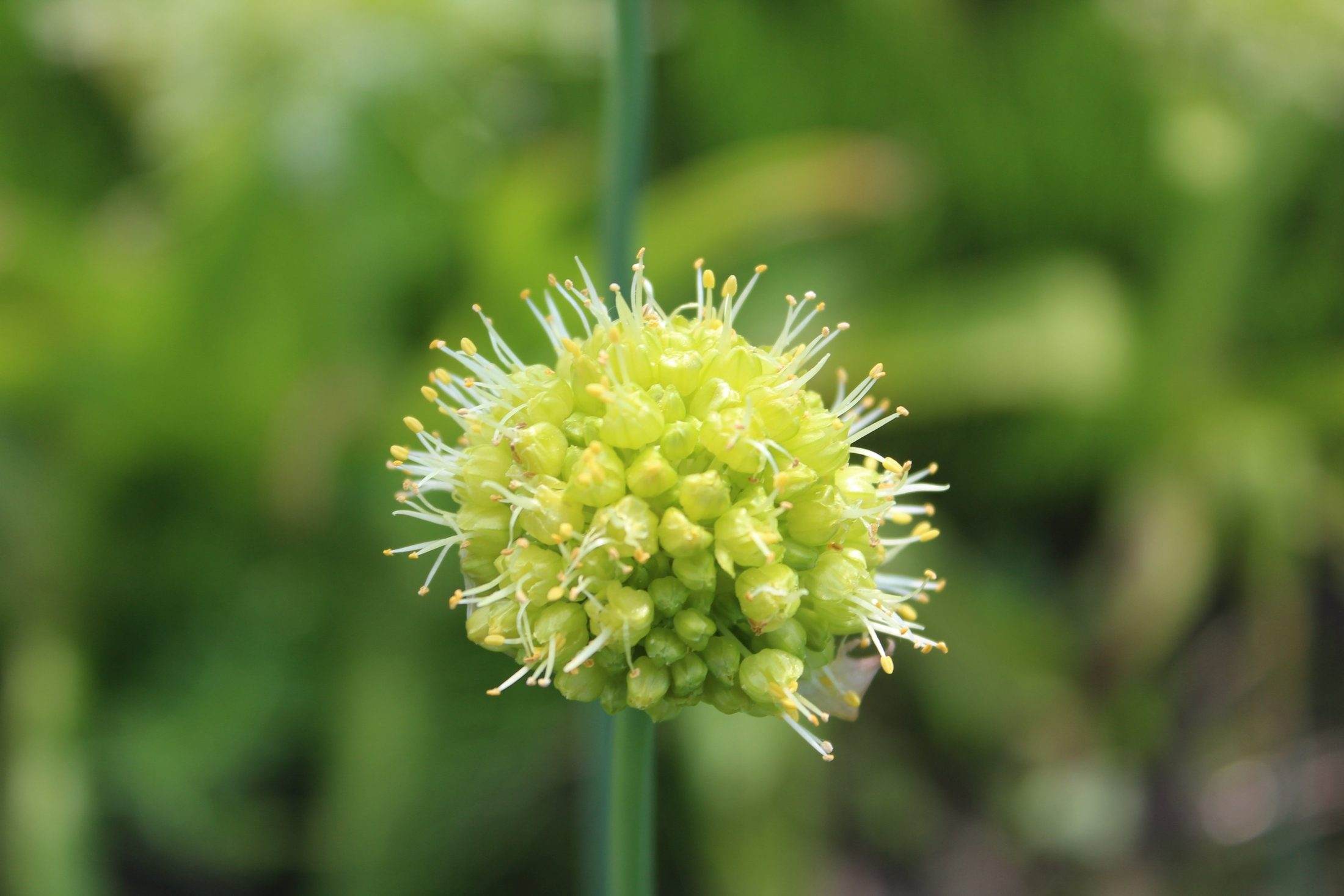 Allium obliquum