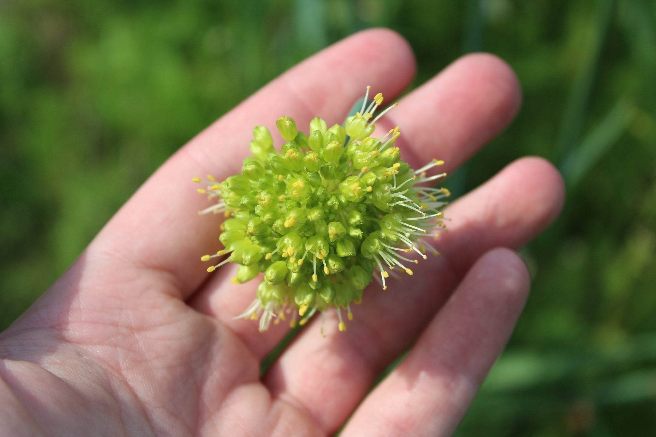 Allium obliquum