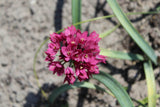 Allium oreophilum 'Baltimore'