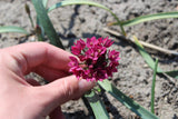 Allium oreophilum 'Baltimore'