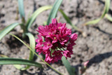 Allium oreophilum 'Baltimore'