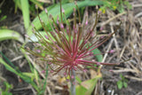 Allium 'schubertii'