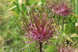 Allium 'schubertii'