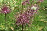 Allium 'schubertii'