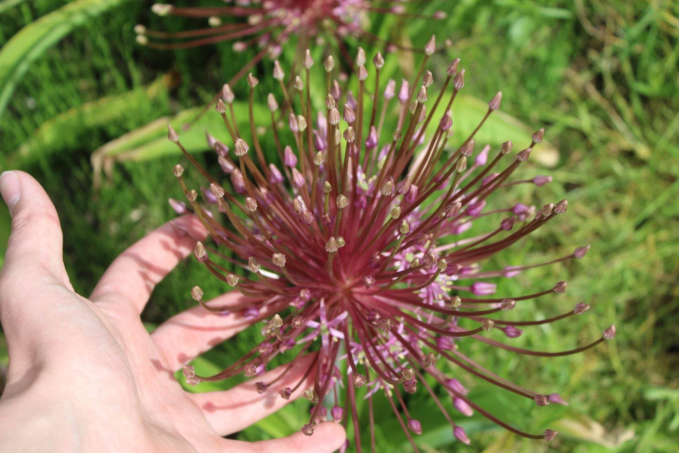 Allium 'schubertii'