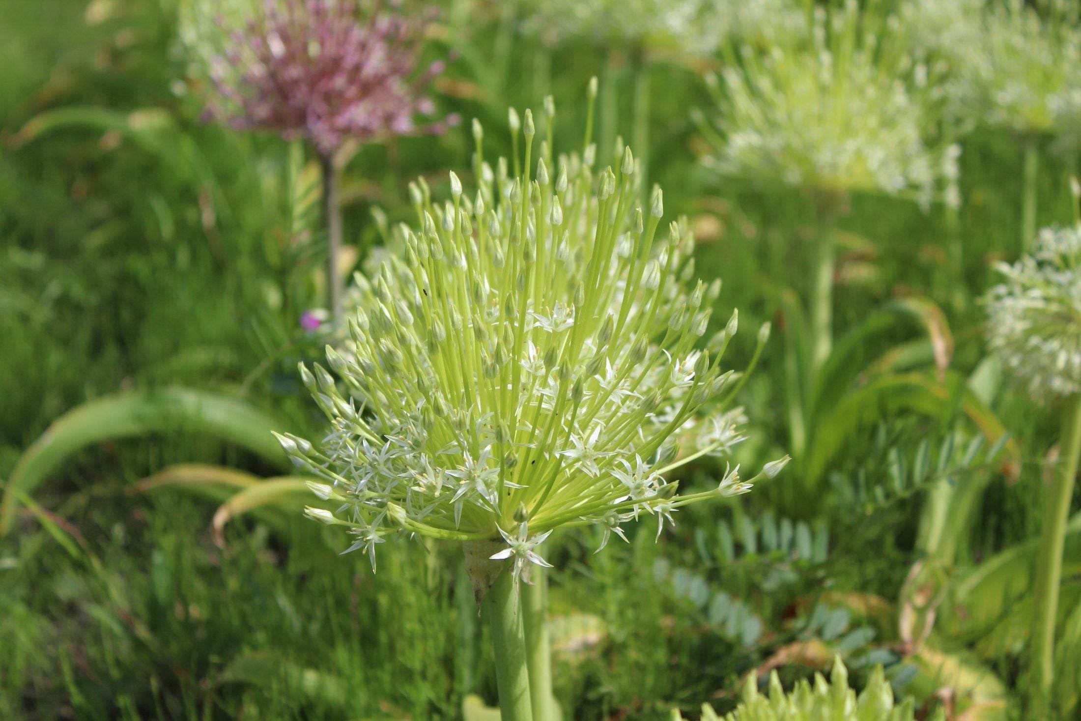 Allium schubertii 'Arctic Snow'