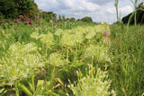 Allium schubertii 'Arctic Snow'