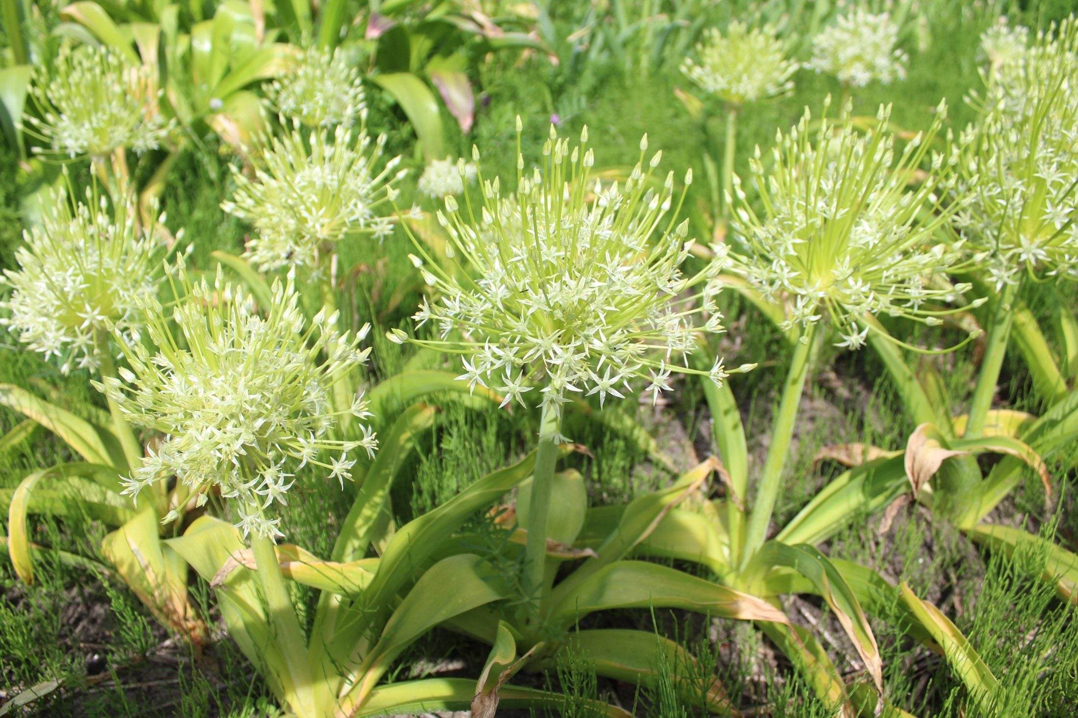 Allium schubertii 'Arctic Snow'