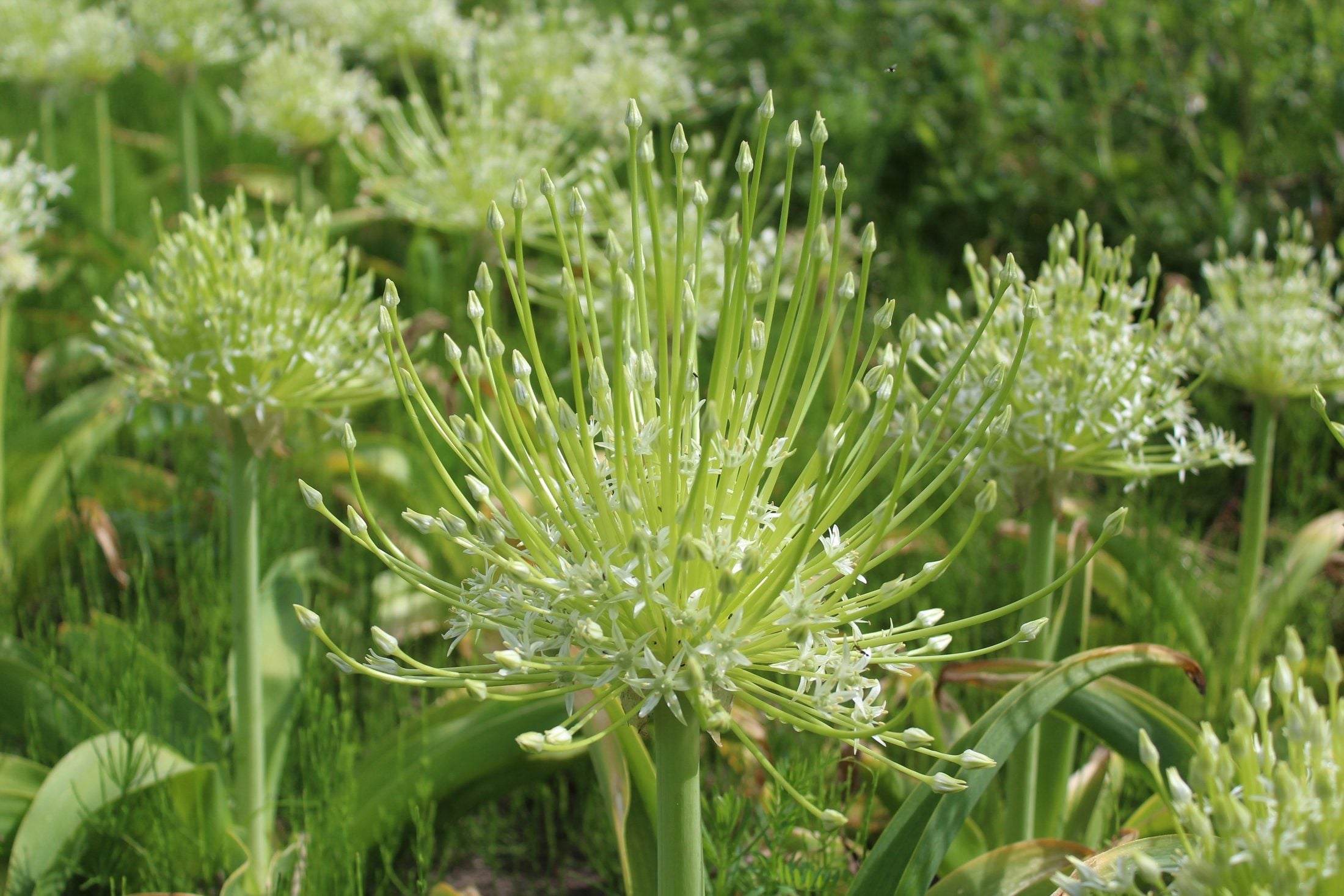 Allium schubertii 'Arctic Snow'