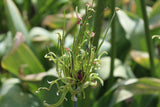 Allium scorodoprasum 'Art'