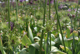 Allium scorodoprasum 'Art'