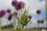 Allium scorodoprasum 'Art'