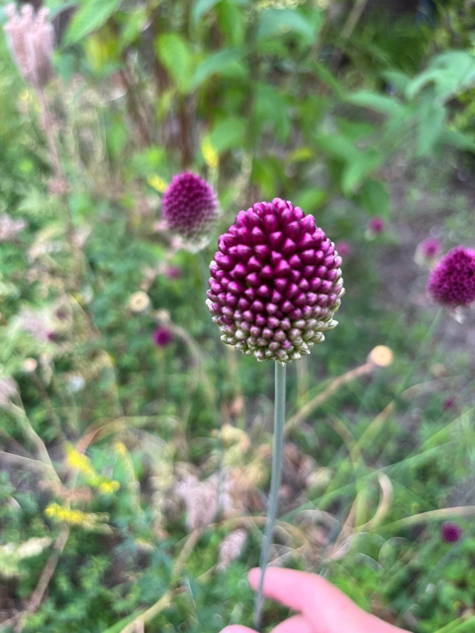 Allium sphaerocephalon