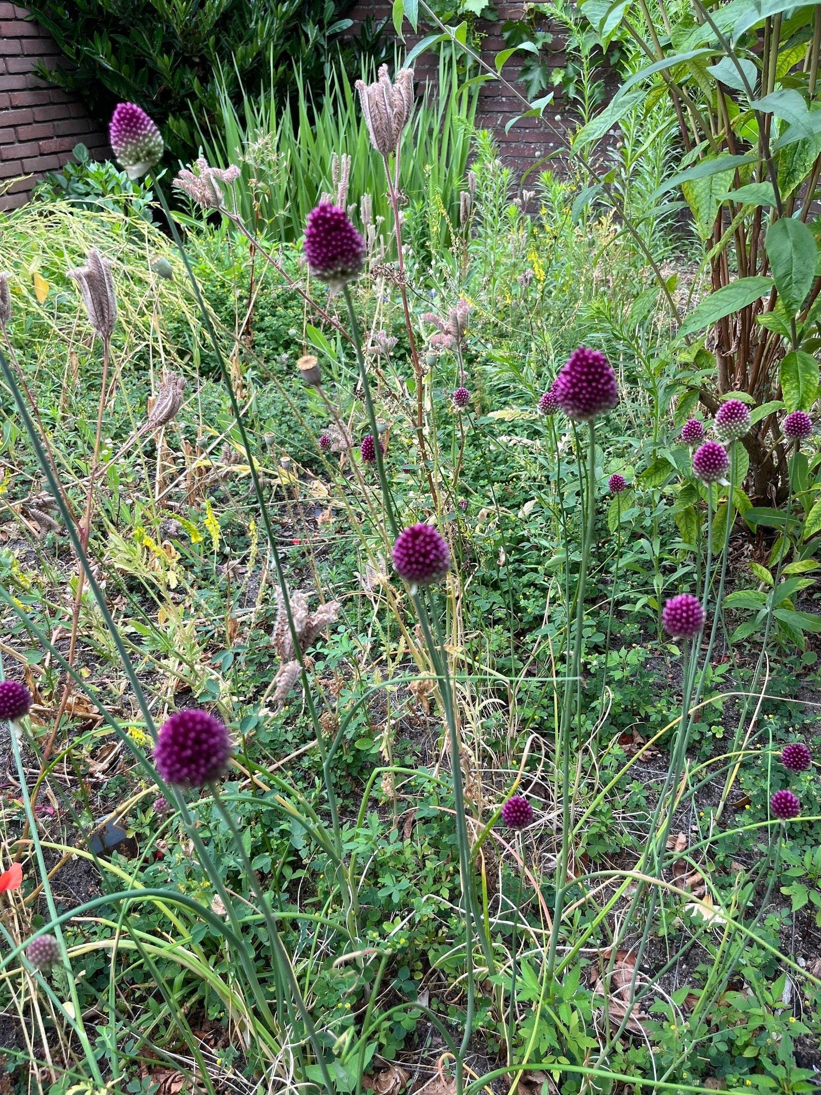 Allium sphaerocephalon