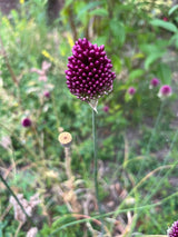 Allium sphaerocephalon