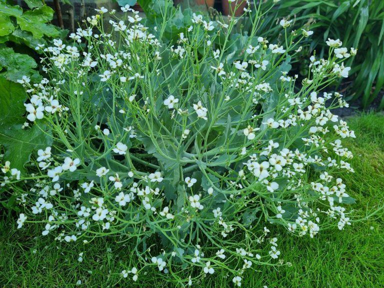 Crambe maritima