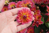 Dahlia 'Pacific View'