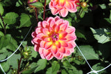 Dahlia 'Pacific View'