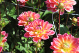 Dahlia 'Pacific View'