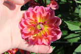 Dahlia 'Pacific View'