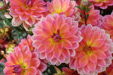 Dahlia 'Pacific View'