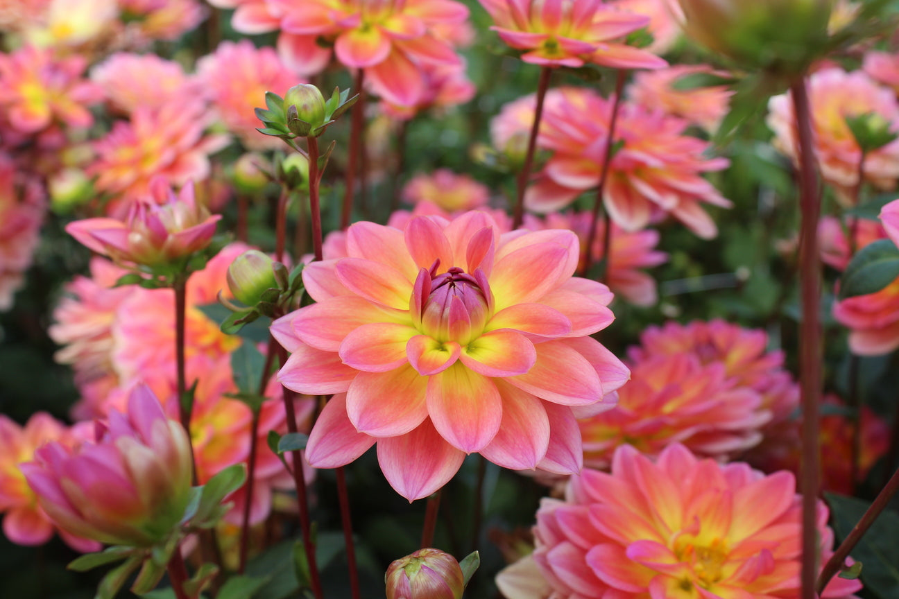 Dahlia 'Pacific View'