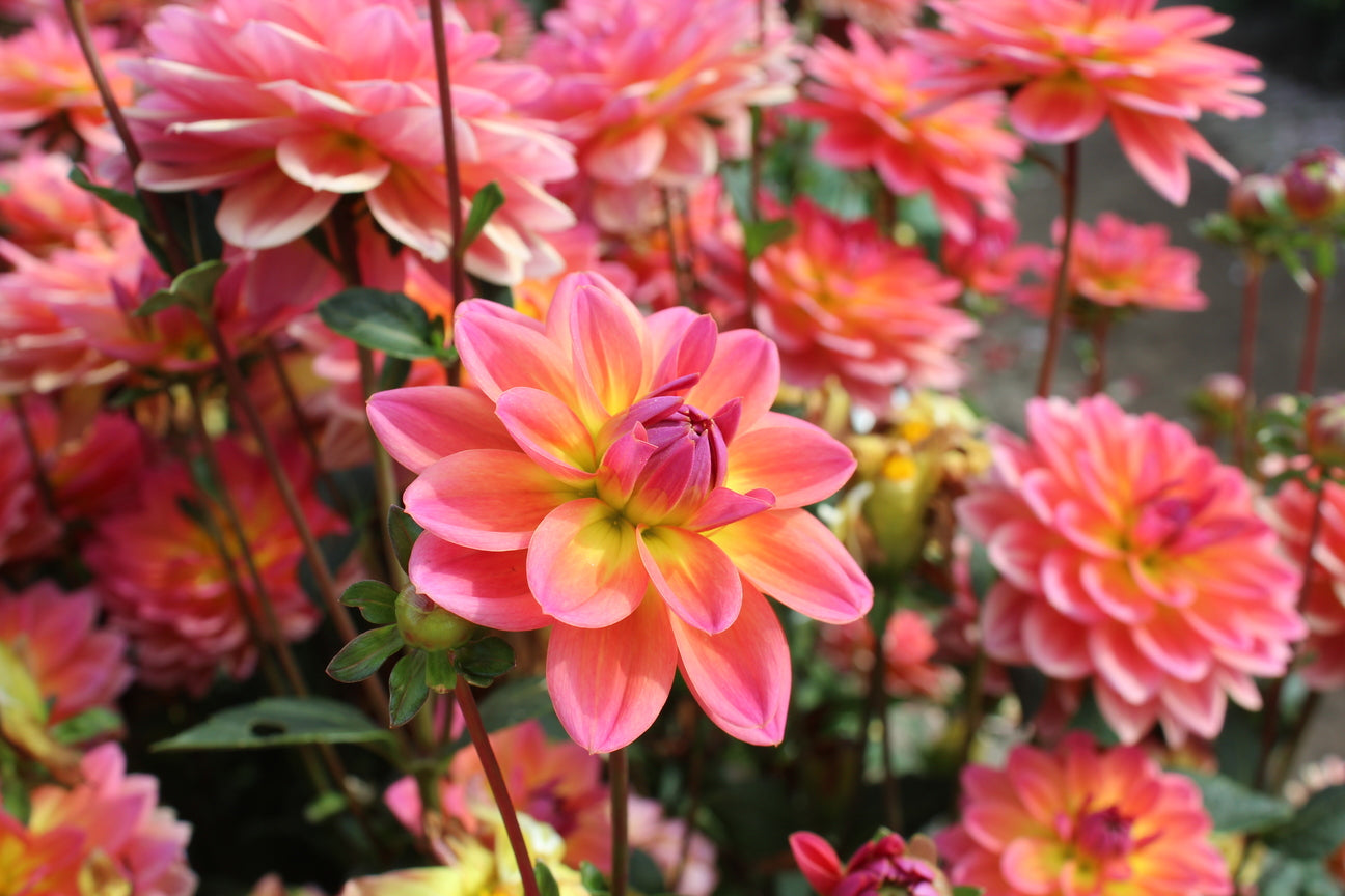 Dahlia 'Pacific View'