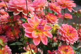 Dahlia 'Pacific View'